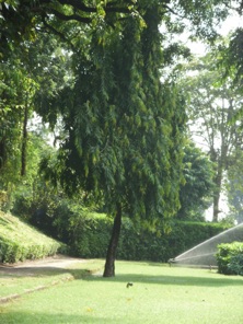This is a boddhi tree. Buddha attained enlightment while sitting under a boddhi tree.
