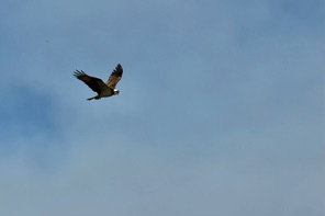 IMG_0109.jpeg