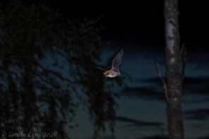 IMG_8008_1_DxO-3.jpg