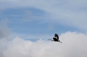 IMG_9139.jpeg
